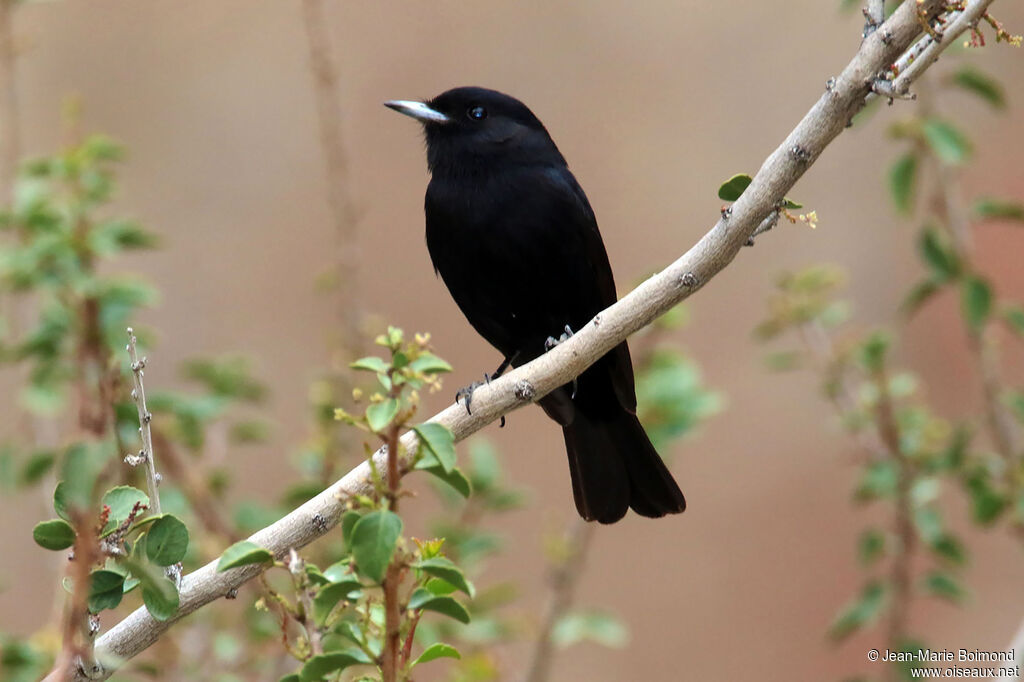 Ada à ailes blanches