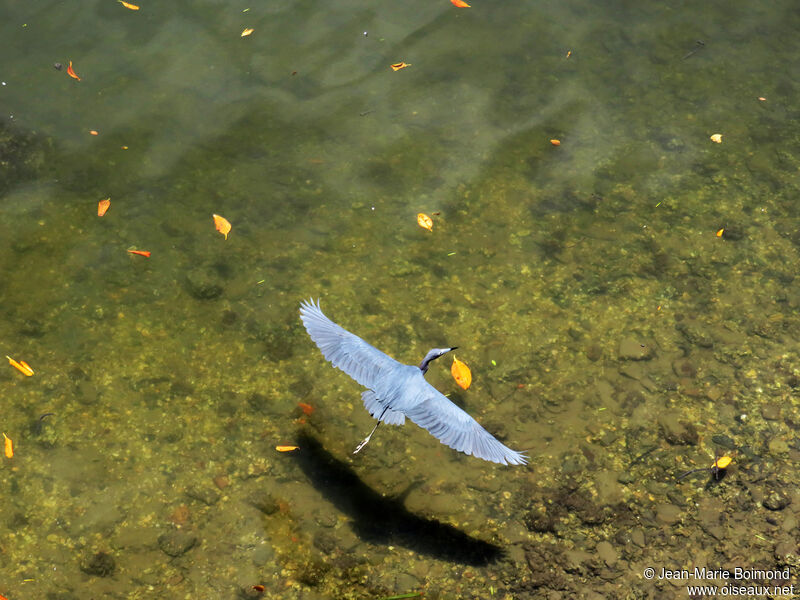 Little Blue Heron