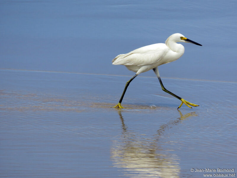 Snowy Egret