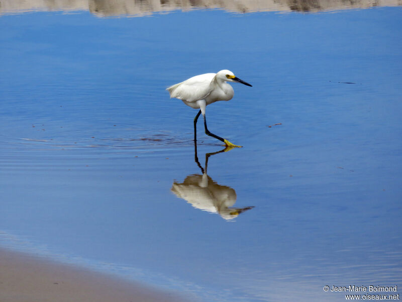 Aigrette neigeuse