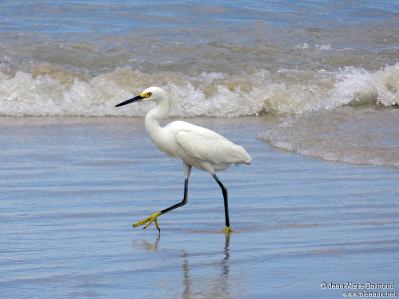 Snowy Egret