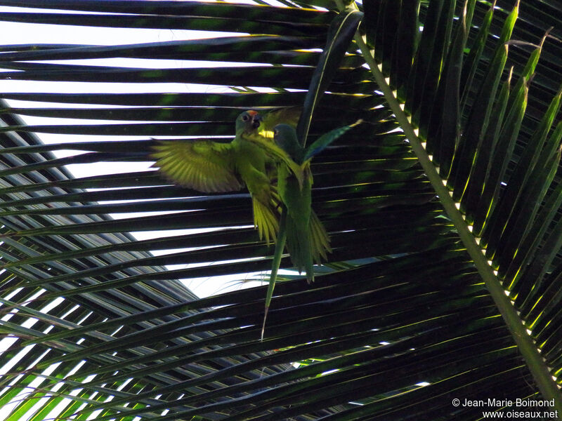 Amazone à front jaune