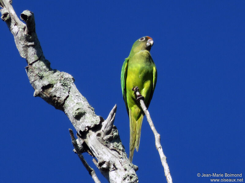 Yellow-crowned Amazon