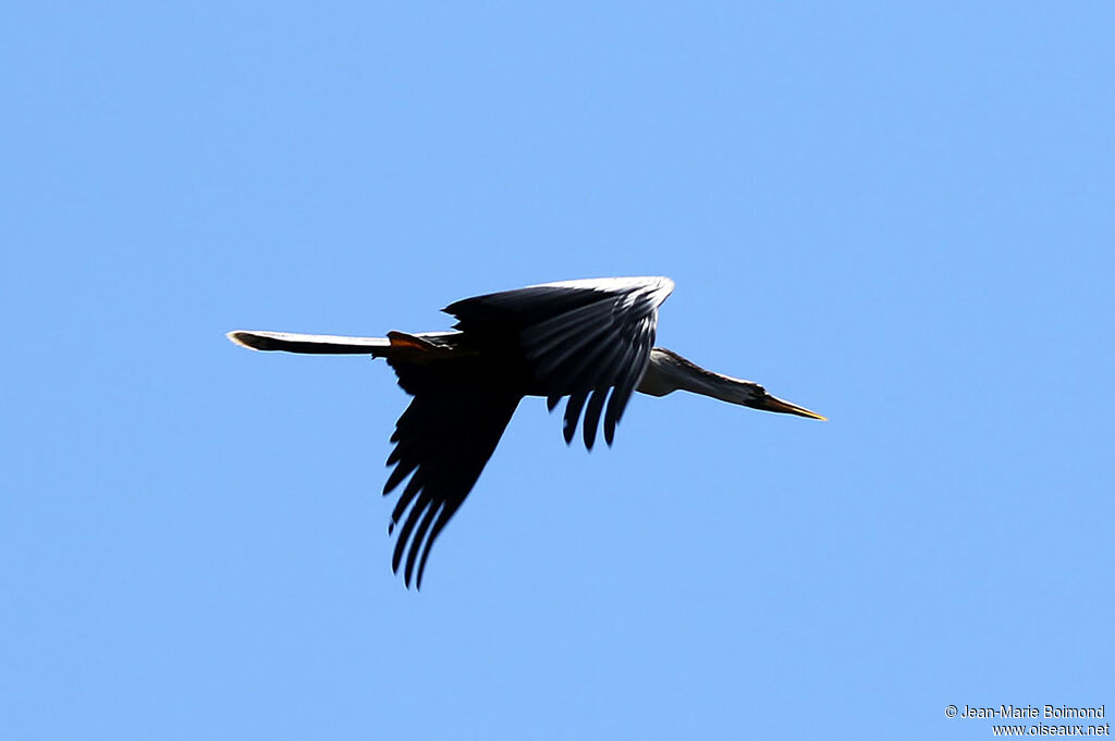 Anhinga d'Amérique