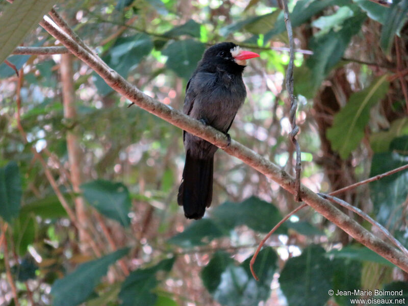 White-fronted Nunbird