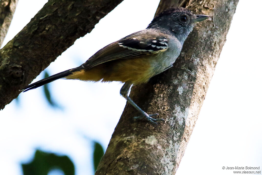 Variable Antshrike