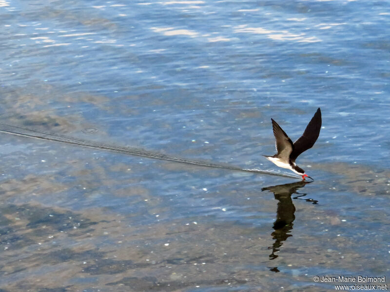 Black Skimmer