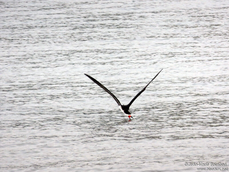 Black Skimmer