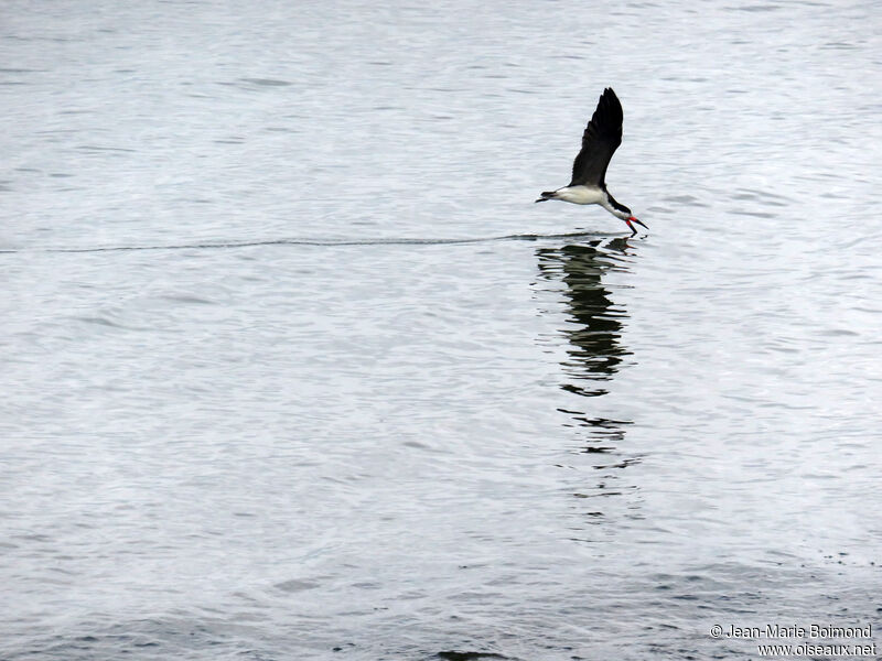 Black Skimmer