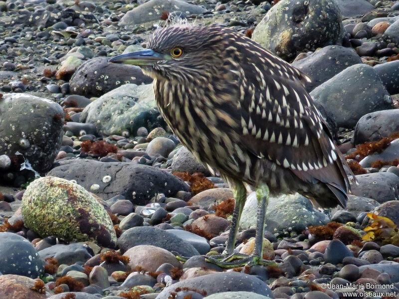 Black-crowned Night Heronjuvenile