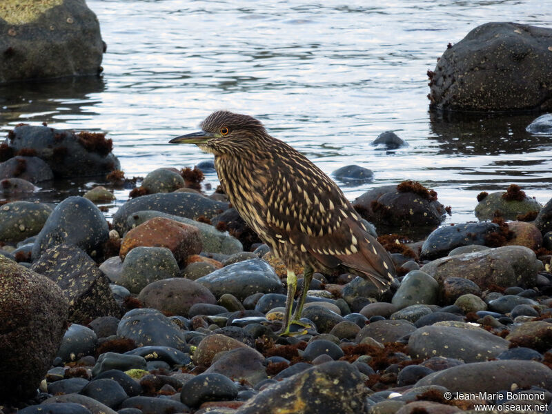 Black-crowned Night Heronjuvenile