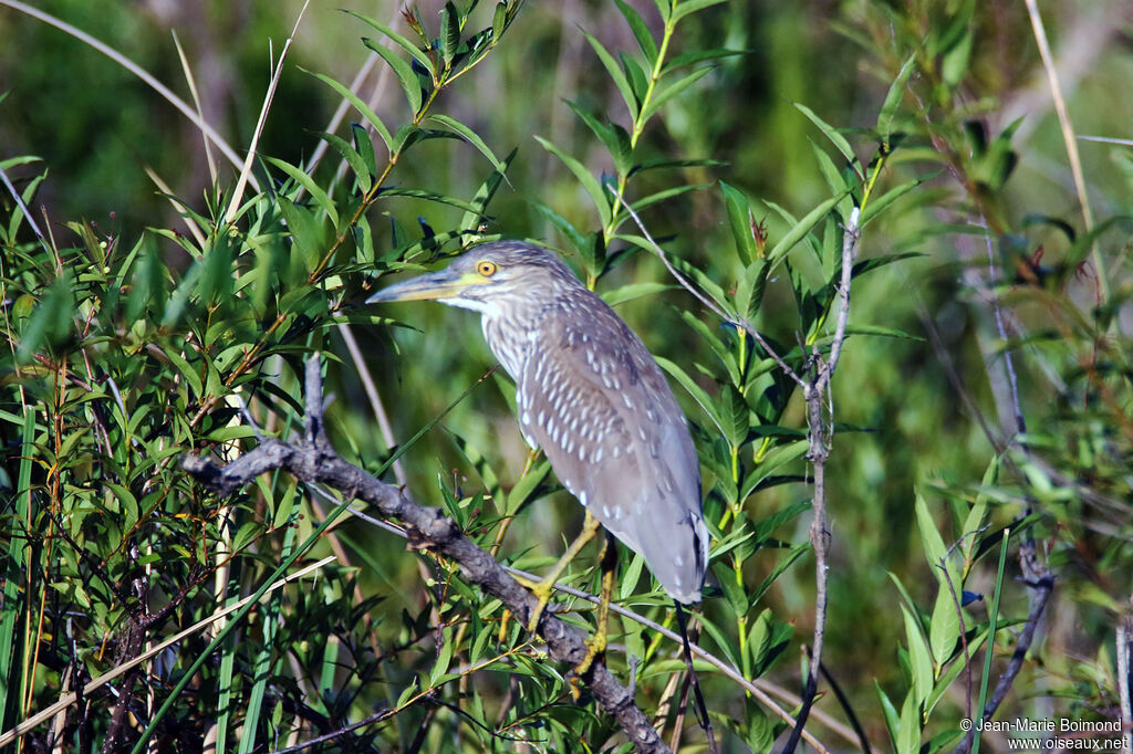 Black-crowned Night Heron