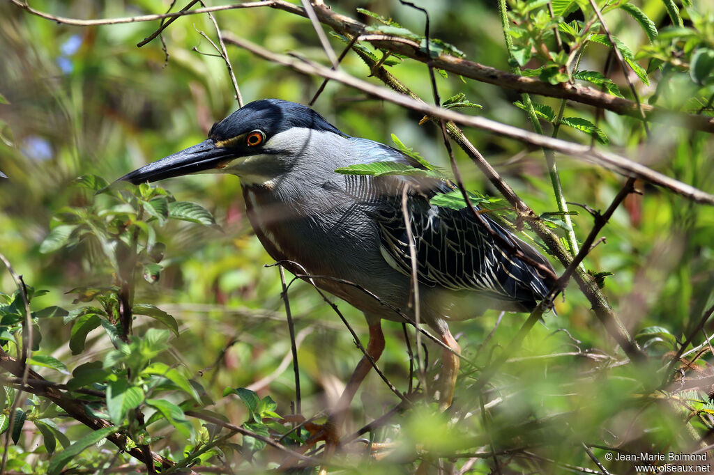 Black-crowned Night Heron