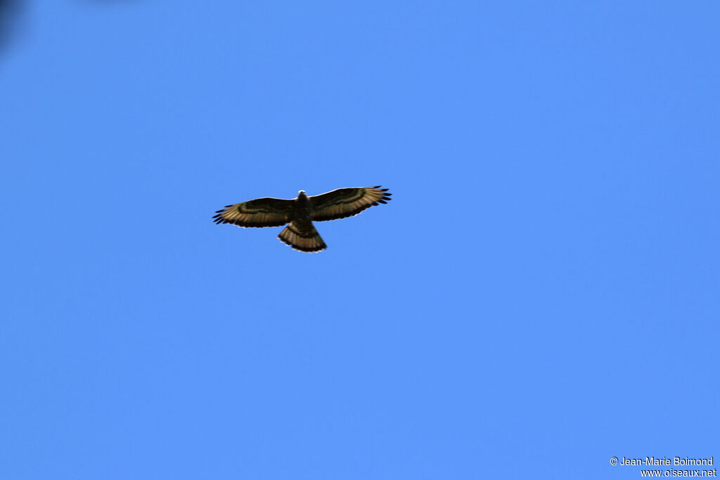 European Honey Buzzard
