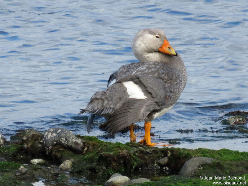 Fuegian Steamer Duck