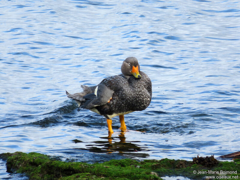 Fuegian Steamer Duck