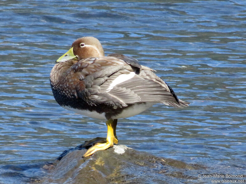 Flying Steamer Duck