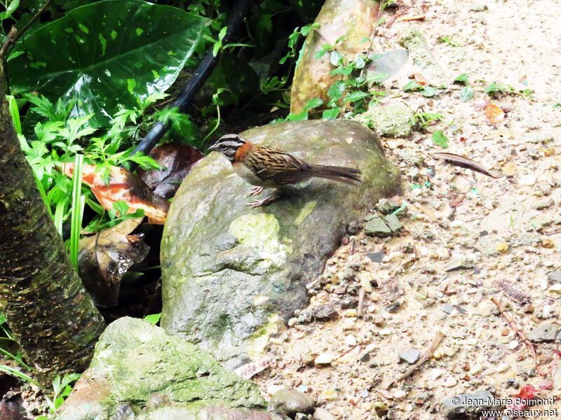 Rufous-collared Sparrow