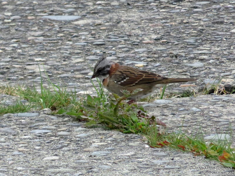 Rufous-collared Sparrow