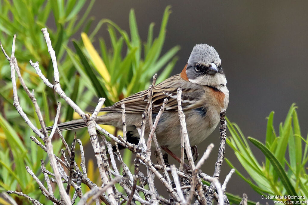 Bruant chingoloadulte