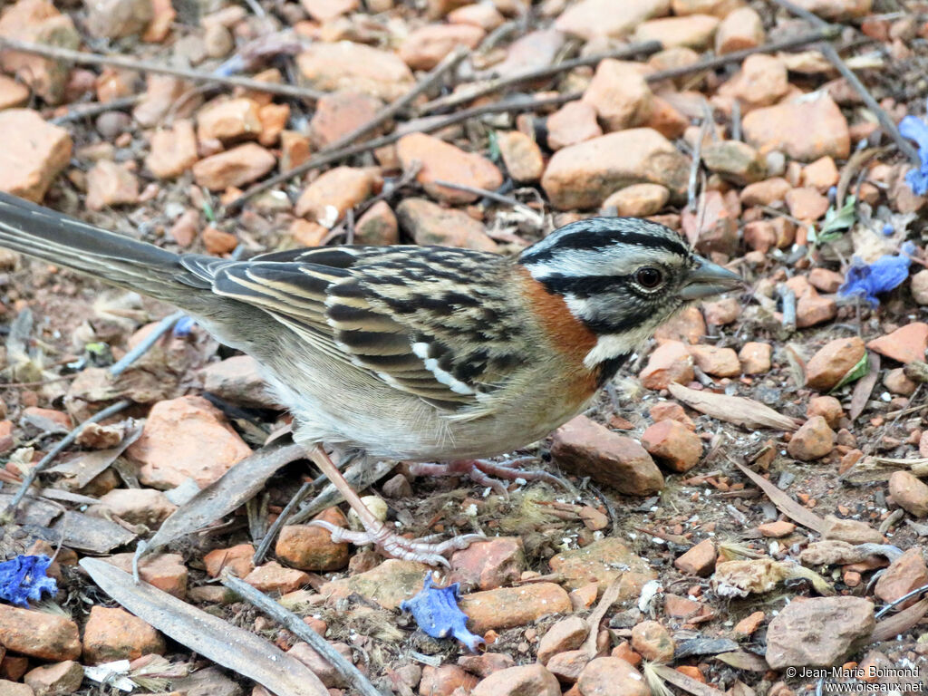 Bruant chingoloadulte