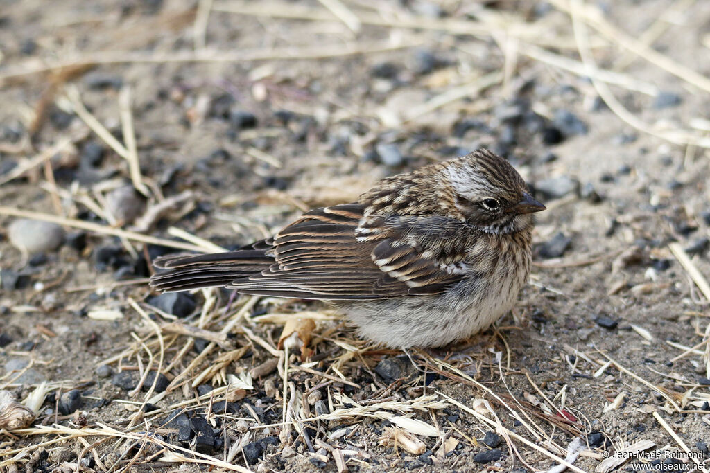 Bruant chingolojuvénile