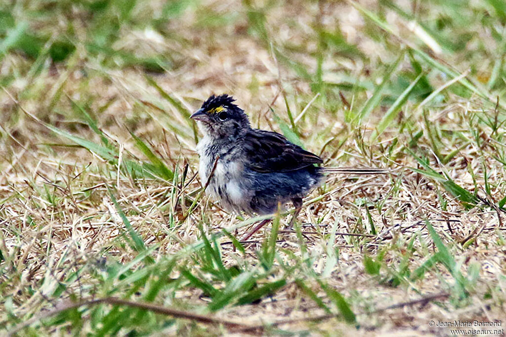 Grassland Sparrow