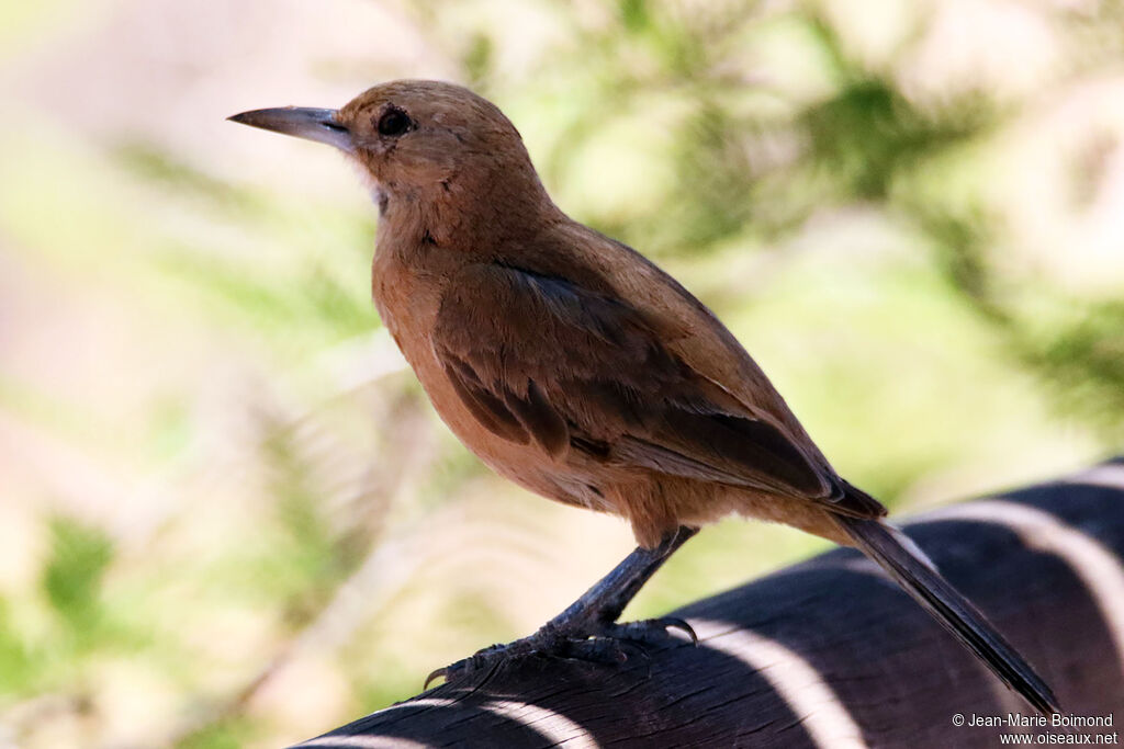 Cacholote à gorge blanche