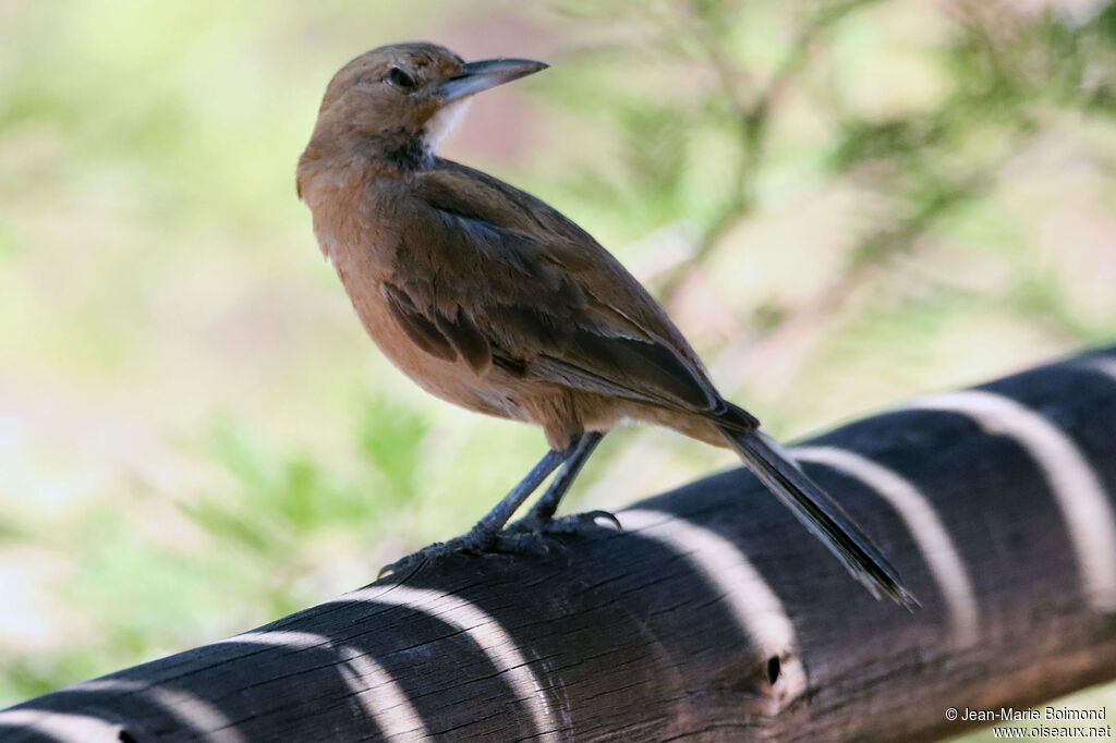 Cacholote à gorge blanche