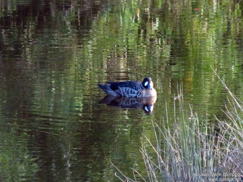 Canard à lunettes