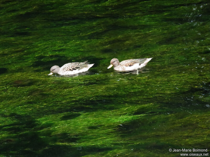 Yellow-billed Pintail