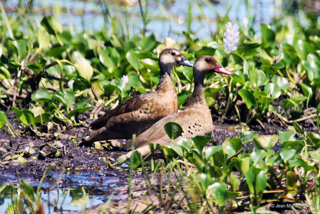 Canard amazonetteadulte