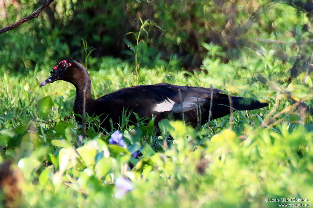 Canard musquéadulte