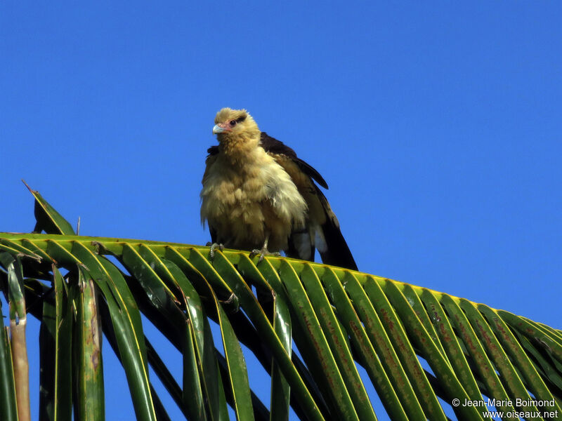 Caracara à tête jaune