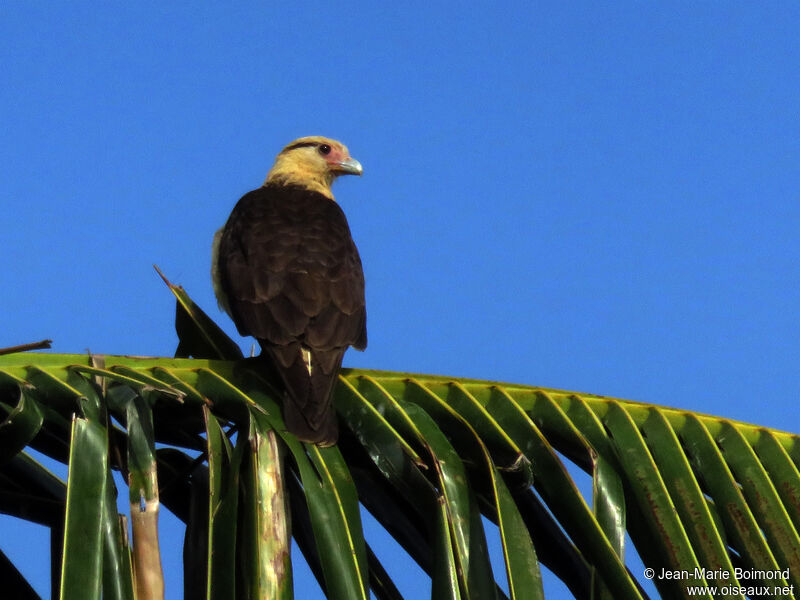 Yellow-headed Caracara