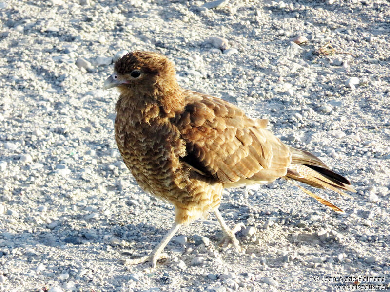 Caracara chimango