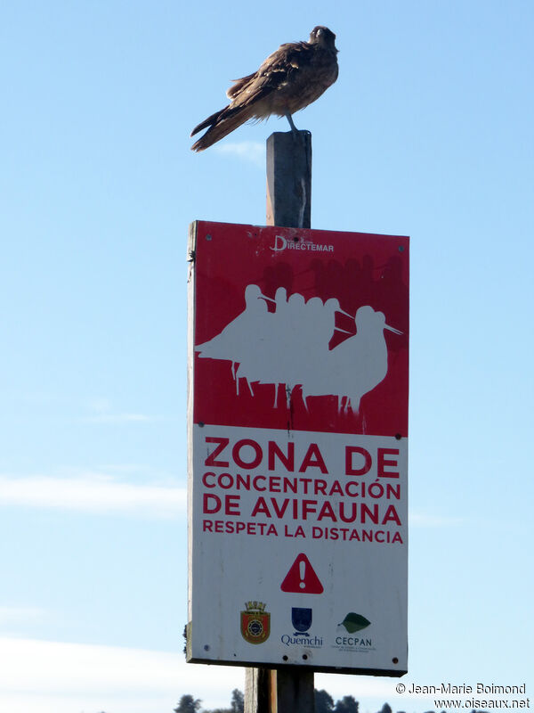 Chimango Caracara