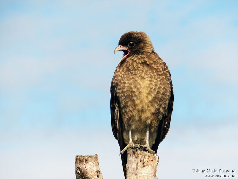 Caracara chimango