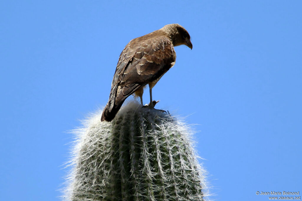 Caracara chimango