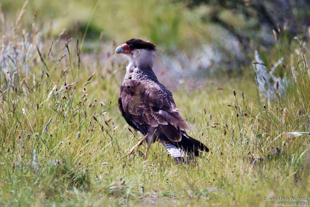Caracara huppé mâle
