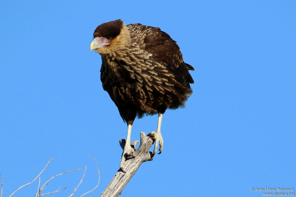 Caracara huppé femelle
