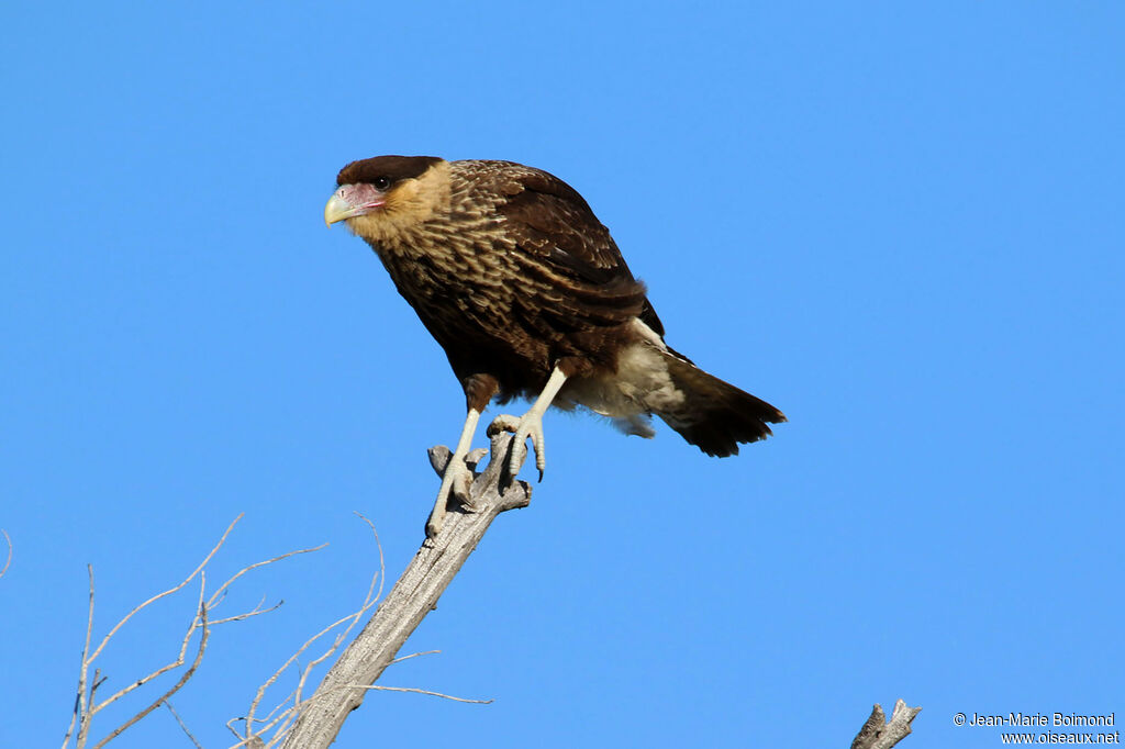 Caracara huppé femelle