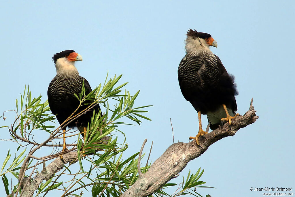 Caracara huppé