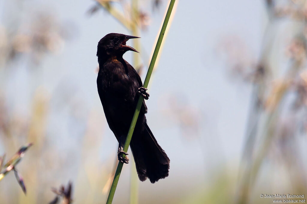 Carouge unicolore mâle