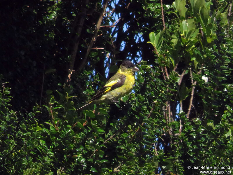 Black-chinned Siskin