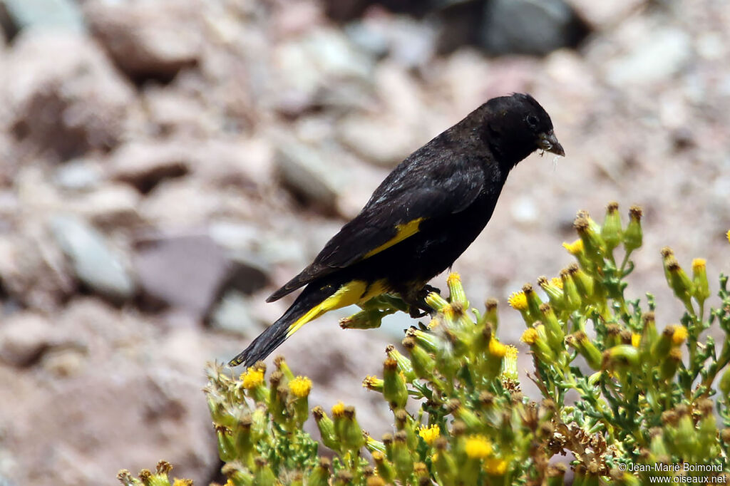 Chardonneret noir - Tarin noir<br />