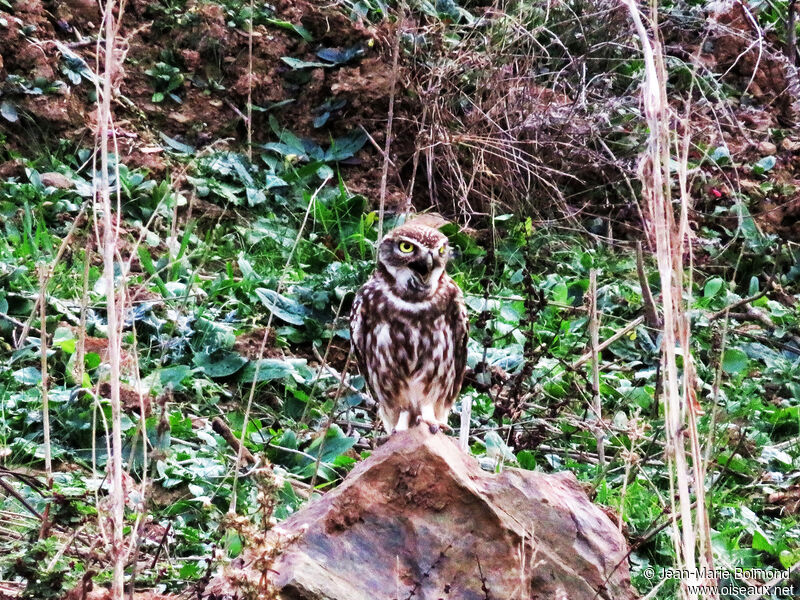 Little Owl