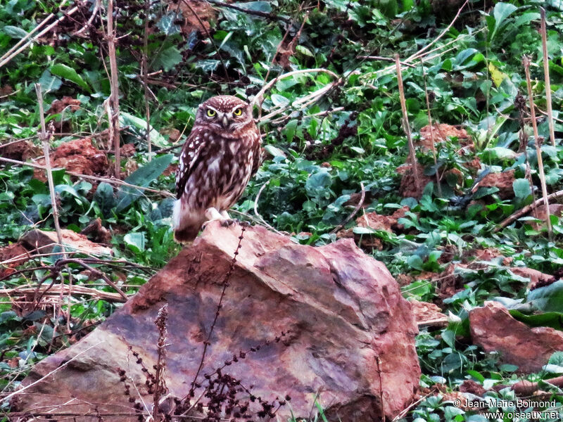 Little Owl