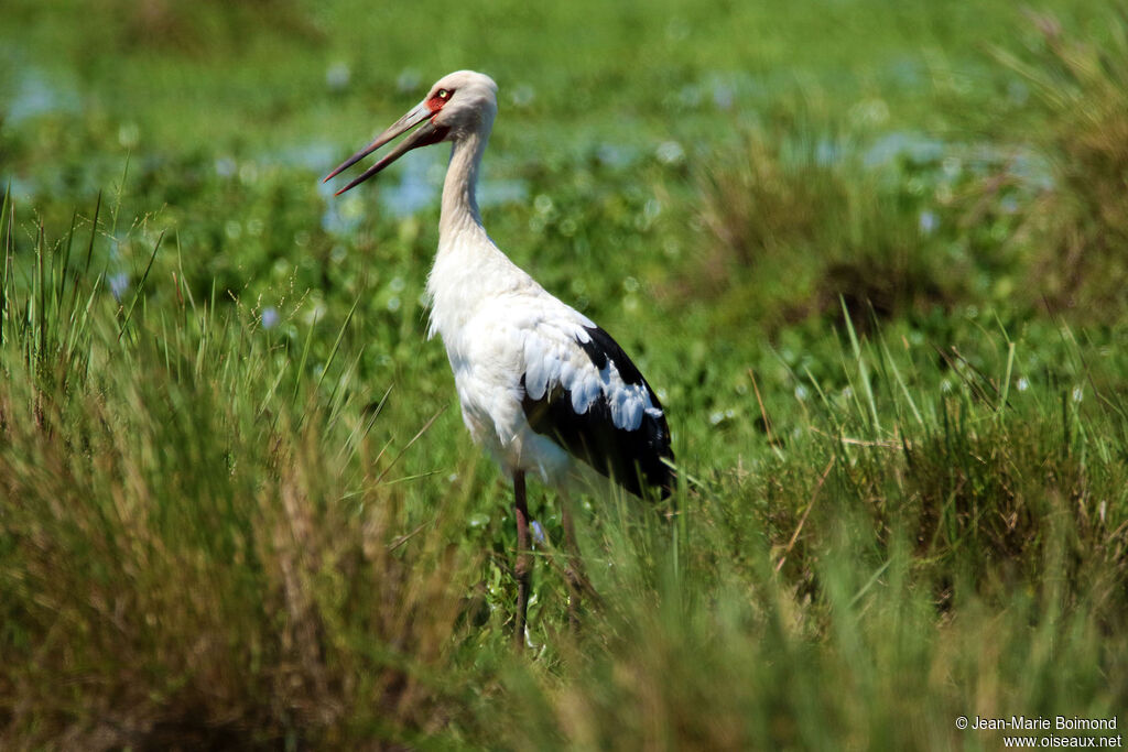 Cigogne maguari