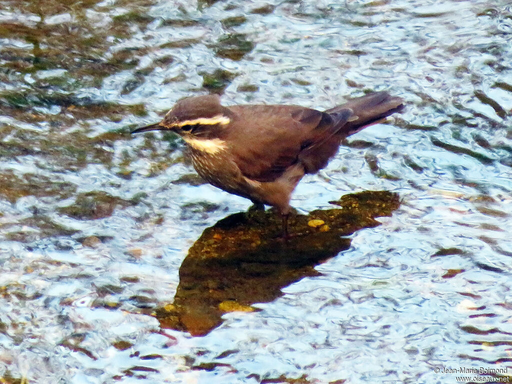 Cinclode à ventre sombre